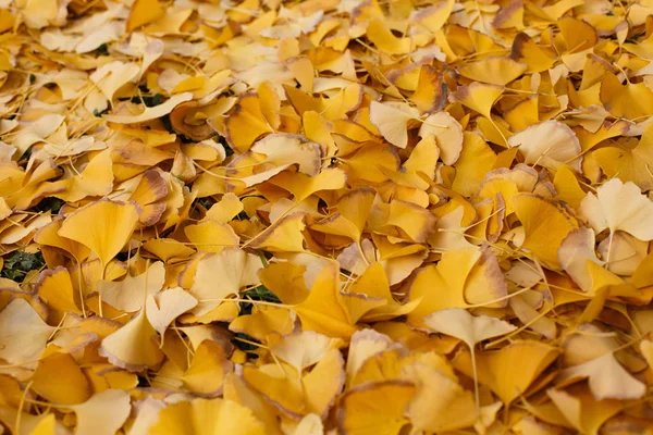 Grond Bedekt Met Gouden Gingko Bladeren — Stockfoto