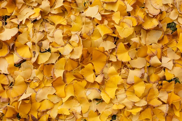 Yere Altın Gingko Yaprağı Ile Kaplıdır — Stok fotoğraf