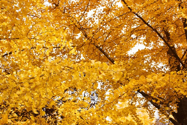 Gouden Weelderige Ginkgo Biloba Bomen — Stockfoto