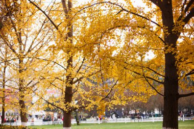 Altın ve yemyeşil ginkgo ağaçları