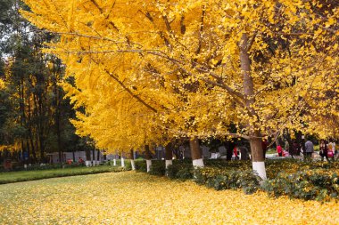 Altın ve yemyeşil ginkgo ağaçları