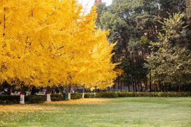 Altın ve yemyeşil ginkgo ağaçları