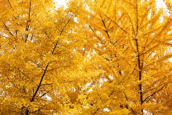 Gouden Weelderige Ginkgo Biloba Bomen — Stockfoto