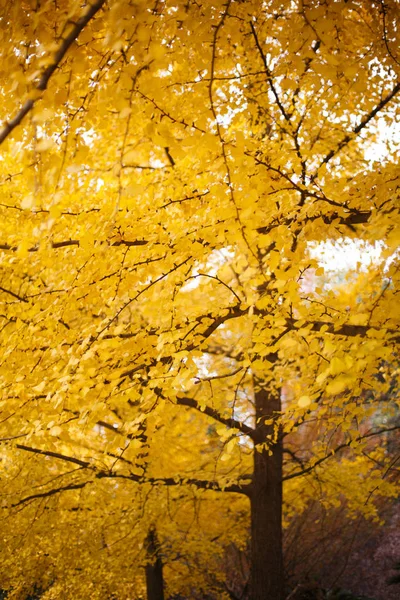 Drzew Ginkgo Złote Bujny — Zdjęcie stockowe