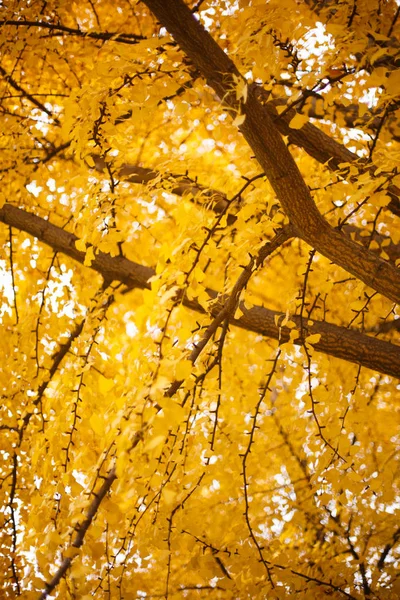 Zlatý Svěží Jinan Stromy — Stock fotografie