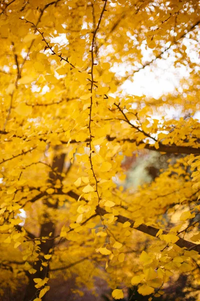 Árvores Ginkgo Douradas Exuberantes — Fotografia de Stock