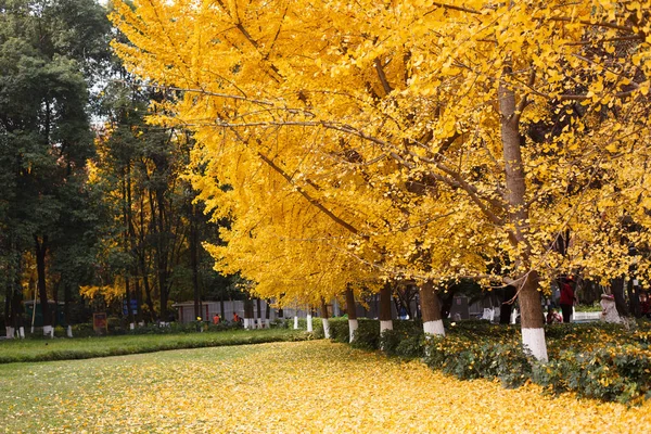 Goldene Und Üppige Ginkgobäume — Stockfoto