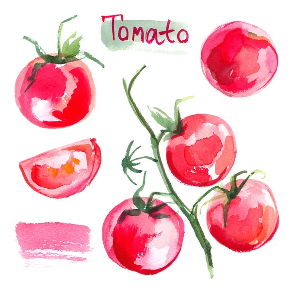 Set de tomates dibujados Mr. Abel fondo —  Fotos de Stock