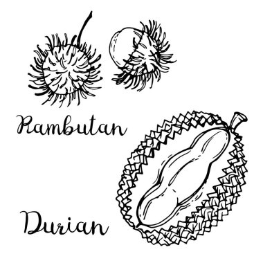 Beyaz bir arka plan üzerinde bir çizgi ile çizilmiş meyve