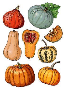 Beyaz bir arka plan üzerine çizilen kabaklar çizgi