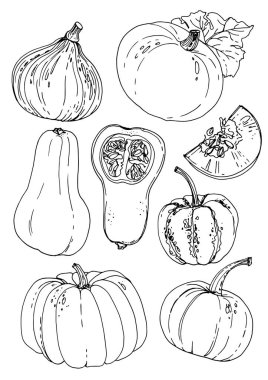 Beyaz bir arka plan üzerine çizilen kabaklar çizgi