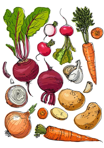 Barbabietole, ravanelli, carote, cipolle, aglio, linea di patate disegnata — Vettoriale Stock