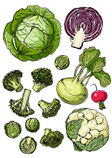 Conjunto de verduras — Vector de stock