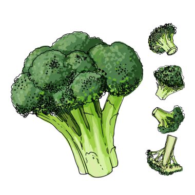 Brokoli lahana beyaz zemin üzerinde bir çizgi ile boyalı. Yiyecek bir kroki. Baharatlar çizim vektör