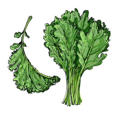 Kale. Beyaz bir arka plan üzerinde bir çizgi ile çizilmiş Yeşiller. Yiyecek bir kroki. Baharatlar çizim vektör