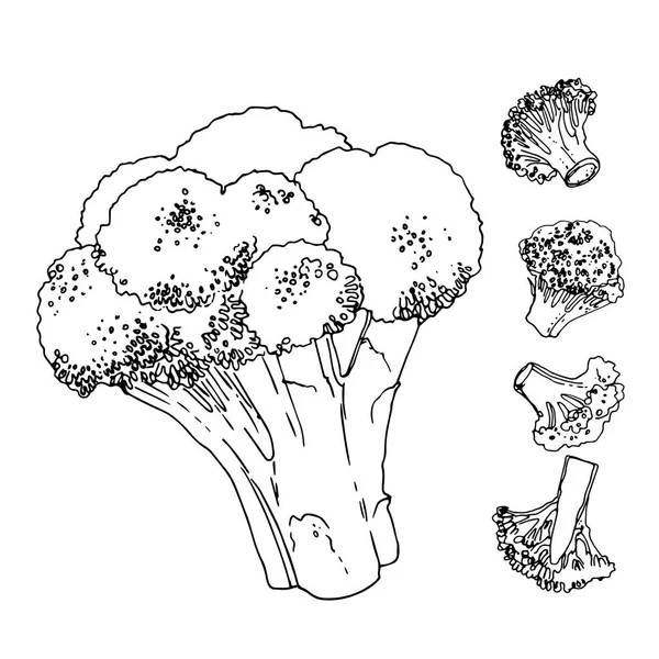 Kubis Brokoli Dicat Dengan Garis Pada Latar Belakang Putih Sketsa - Stok Vektor