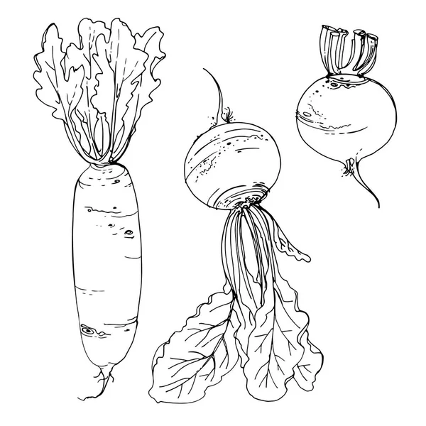 Daikon Radish Beet Drawn Line White Background Sketch Food Vector — Stock Vector