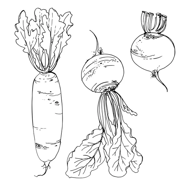 Daikon Retek Cékla Rajzolt Vonal Egy Fehér Háttér Egy Vázlatot — Stock Vector