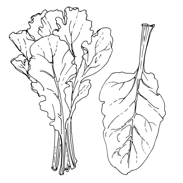 Swiss Chard Los Verdes Dibujados Por Una Línea Sobre Fondo — Vector de stock