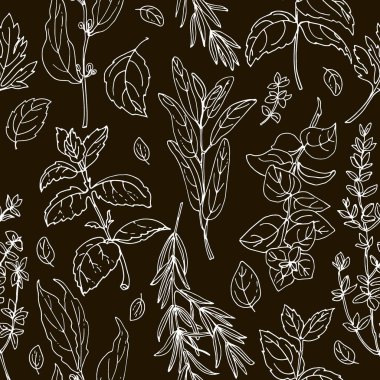 Bitki deseni. Baharatlar. İtalyan otları siyah arka plana beyaz çizgiler çizdi. Vektör çizimi. Fesleğen, Maydanoz, Rosemary, Sage, Bay, Thyme, Oregano, Nane