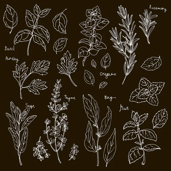 Des Herbes Colorées Des Épices Herbe Italienne Dessinée Lignes Blanches — Image vectorielle