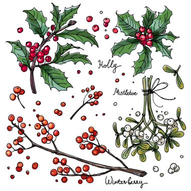 Noel dekorasyon, beyaz bir arka plan üzerine çizilen çizgi bitkiler. Çilek ve yaprakları kroki. Kış meyveleri, ökse otu, holly