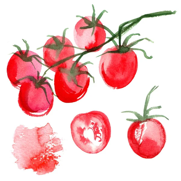 Ustawić Tło Ciągnione Pomidory Studiować Warzyw Akwarela Żywności — Zdjęcie stockowe