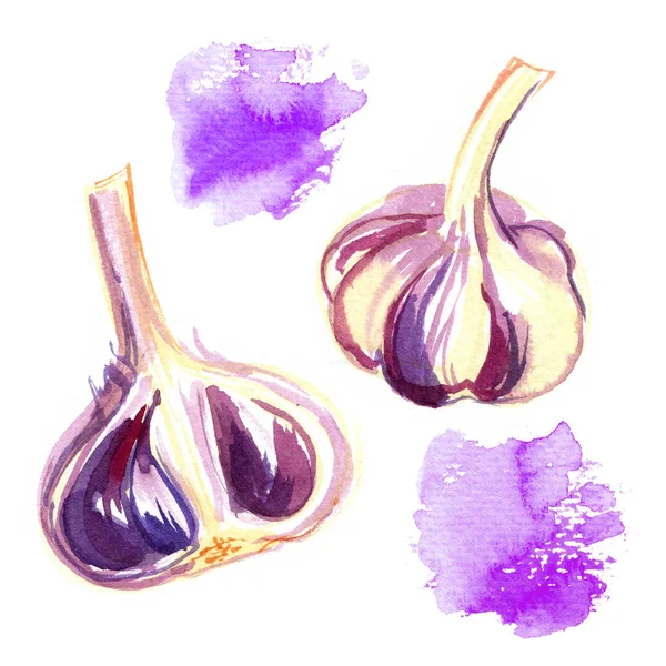 Set Garlic Painted Watercolors White Background Colorful Hand Painted Bright — Stock Photo, Image