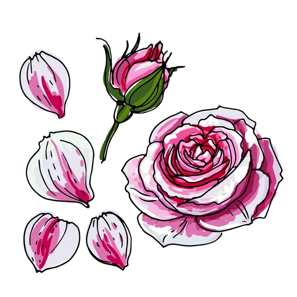 Розовый Бутон Розовый Цветок Эскиз Цветов Белом Фоне Линия Векторного — стоковый вектор