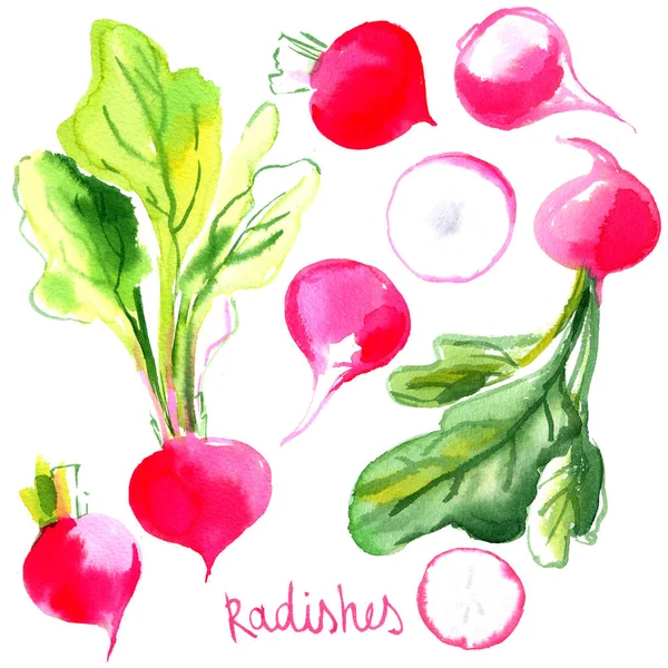 Nastavení ředkvičky, zeleninu malované akvarely na bílém pozadí — Stock fotografie