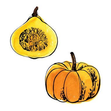 Yemek sebzelerinin çizimi ve suluboya. Turuncu balkabağı