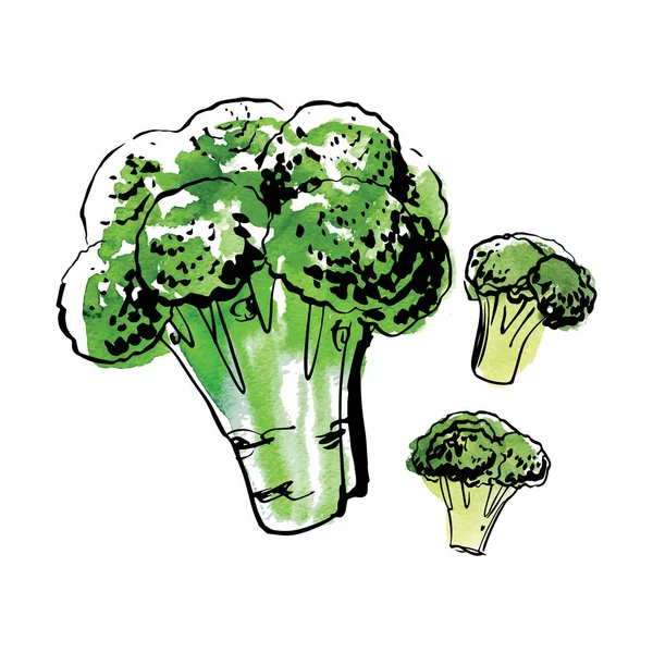 Croquis des légumes alimentaires par ligne et aquarelle. Brocoli — Image vectorielle