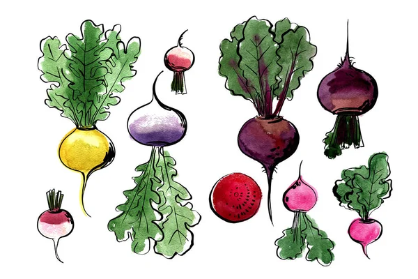 Bosquejo de verduras por línea y acuarela. Remolacha, nabos, rábanos, nabos — Vector de stock