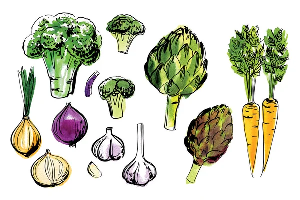 Sketch élelmiszer zöldségek soronként és akvarell. Brokkoli, articsóka, sárgarépa, hagyma, fokhagyma — Stock Vector