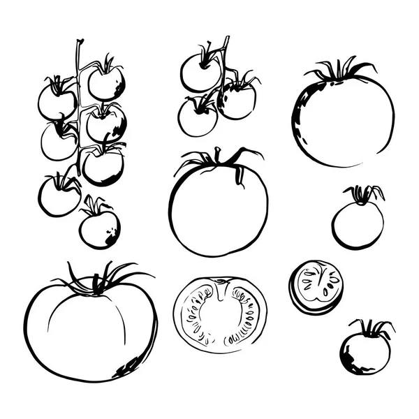 Skiss av matgrönsaker efter linje och akvarell. Körsbärstomater — Stock vektor