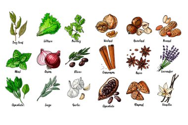 Bitkiler. Baharatlar. İtalyan otları beyaz arka planda siyah çizgiler çiziyordu. Vektör çizimi. Koy yaprağı, marul, maydanoz, nane, soğan, zeytin, ıspanak, adaçayı, sarımsak, ceviz, fındık, fıstık, tarçın