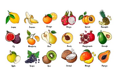 Bir dizi meyve beyaz arka planda bir çizgi çizdi. Vektör çizimi. Çizim çizgisi. Pitaya, kayısı, ananas, şeftali, nar, avokado, hindistan cevizi, mango, papaya, limon, muz, portakal, incir, mandalina.