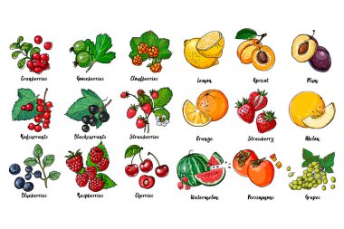 Meyveler, böğürtlenler ve yapraklar beyaz arka planda bir çizgi çiziyor. Vektör çizimi. Çizim çizgisi. Limon, kayısı, erik, portakal, çilek, kavun, karpuz, hurma, üzüm, kuşüzümü.