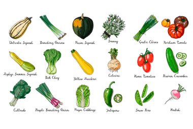 Taze yemek. Renkli sebzeler. Delicata Squash, Bunching Onions, Anaheim Peppers, Zephyr Summer Squash, Yellow Zucchini, Beyaz arka planda Collards çizgisi. Vektör illüstrasyonu.