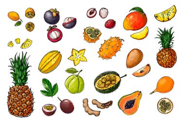 Tayland 'dan meyveler. Yemek çizimleri. Kumquat, Carambola, Jackfruit, Granadilla, Passionfruit, Guava, Tamaring, Ananas, Durian. Meyveler beyaz arkaplanda bir çizgi ile çizilir.