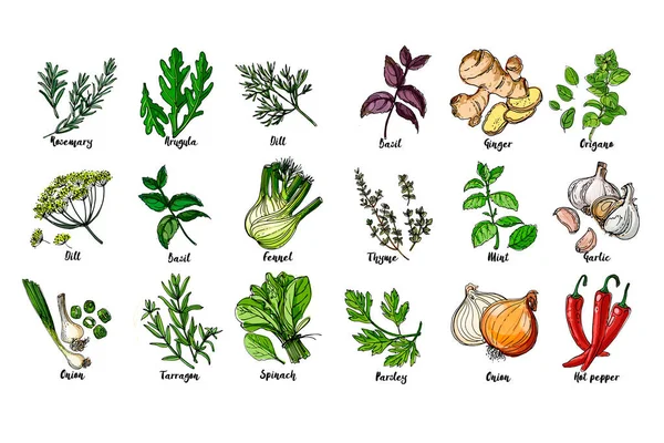 Des herbes. Des épices. Herbe italienne dessinée lignes noires sur un fond blanc. Illustration vectorielle. Basilic, gingembre, origano, Tamise, menthe, ail, persil, oignon, piment, romarin, roquette, aneth, basilic — Image vectorielle