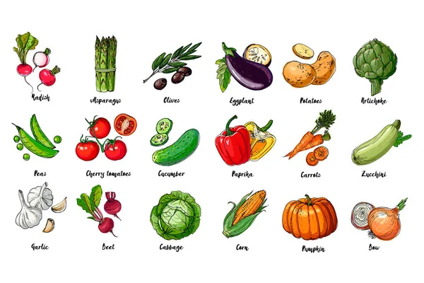 Ensemble de légumes colorés dessinés. Récolte fraîche. Produits agricoles. Citrouille, asperges, olives, pois, tomates cerises, concombre, ail, betteraves, chou, aubergine, pommes de terre, artichauts, poivrons, carottes — Image vectorielle