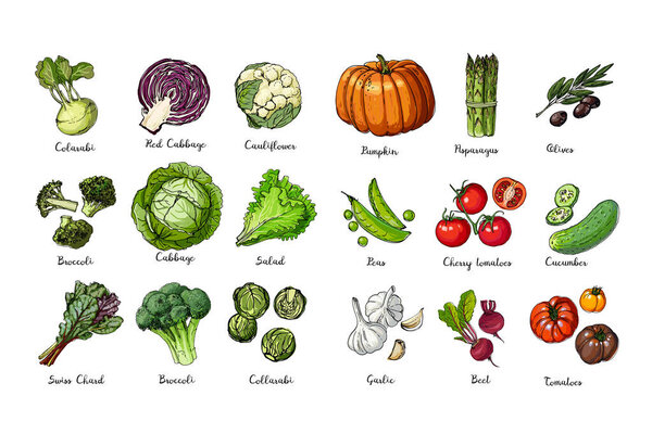Набор цветных овощей. Свежая еда. Тыква, помидор, капуста, салат, линия ростков спаржи, нарисованная на белом фоне. Векторная иллюстрация.