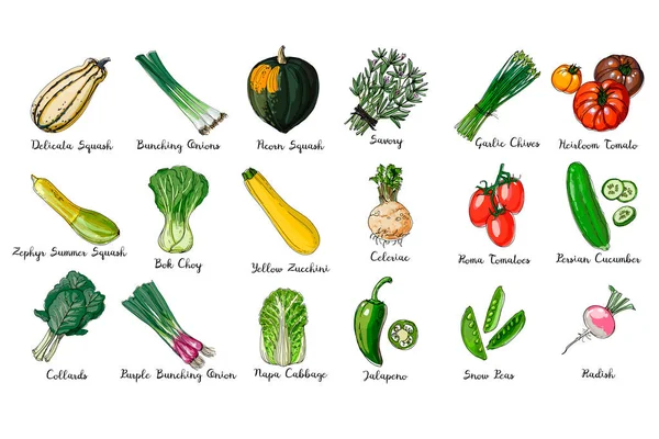 Färsk mat. En uppsättning färgade grönsaker. Delicata Squash, Bunching Lnions, Anaheim Peppers, Zephyr Summer Squash, Gul Zucchini, Collards linje ritad på en vit bakgrund. Vektorillustration. — Stock vektor