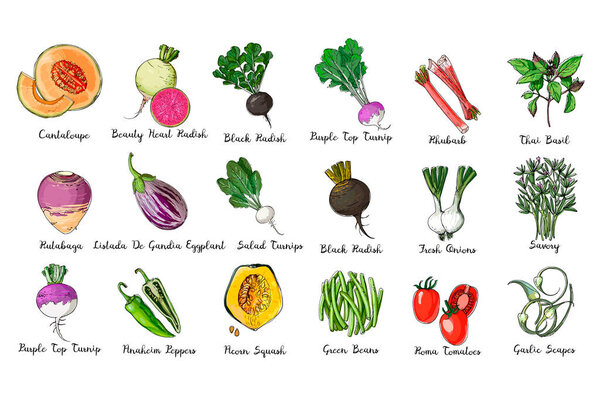 Свежая еда. Набор цветных овощей. Желудь, канталуп, баклажаны, салат, фиолетовый верх, капуста, черная редька, зеленая фасоль, тайский перец, цыганские помидоры, зеленый лук