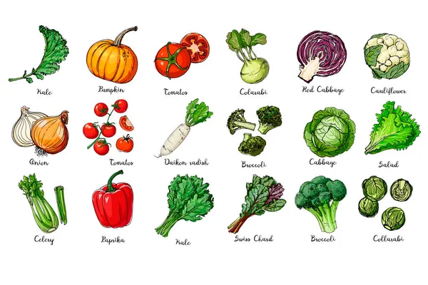 Ensemble de légumes colorés. De la nourriture fraîche. Chou frisé, citrouille, oignon, tomate, poivre, céleri, chou, laitue, asperges sur fond blanc. Illustration vectorielle. — Image vectorielle