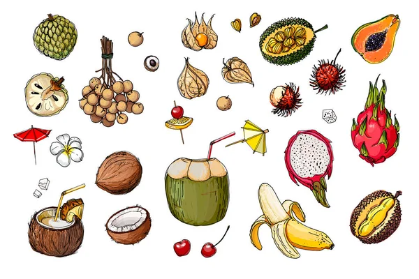 Fruits from Thailand. Food sketch lines. Coconut, Pitaya, Physalis, cocktail, drinking coconut, umbrella. Fruits drawn by a line on a white background. — Stock Vector