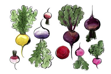 Yemek sebzelerinin çizimi ve suluboya. Pancar, şalgam, turp, şalgam.