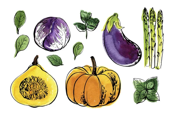 Skica potravin zeleniny podle linie a akvarel. Dýně, lilek, chřest, bazalka, špenát — Stockový vektor