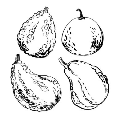 Balkabağı sebzeleri. Beyaz arkaplanda yiyeceklerin mürekkep çizimi.